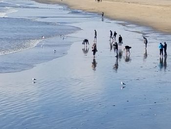 View of birds on beach