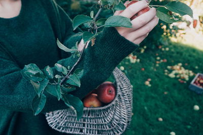 Midsection of woman picking apples growing on tree
