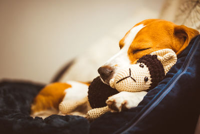 Close-up of a dog sleeping on bed