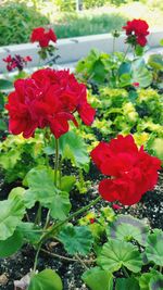 Close-up of red flowers