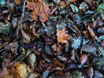 Full frame shot of wet leaves