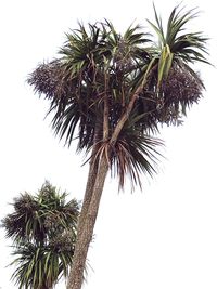 Low angle view of palm tree against sky