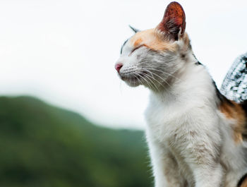 Close-up of a cat looking away