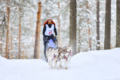 View of a dog in snow