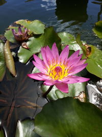 Close-up of pink lotus water lily in pond
