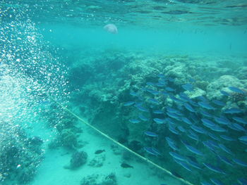 Fish swimming in sea