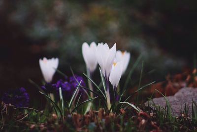 Close-up of white flowers on field