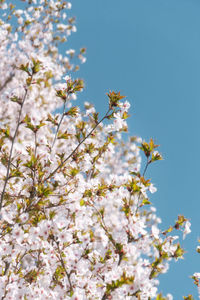 Low angle view of cherry blossom