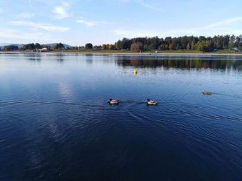 Swans swimming in lake