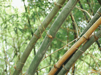 Low angle view of bamboo on tree in forest