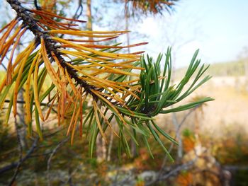 Close-up of plant against sky