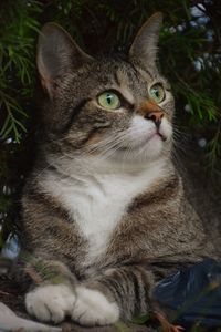 Close-up of cat looking away