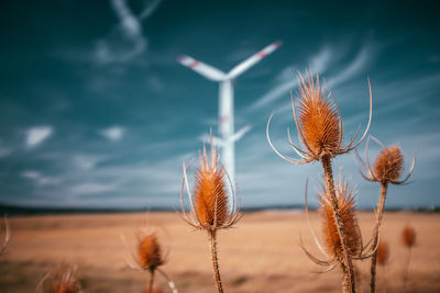 Close-up of wilted plant against sky