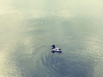 Swan swimming in lake