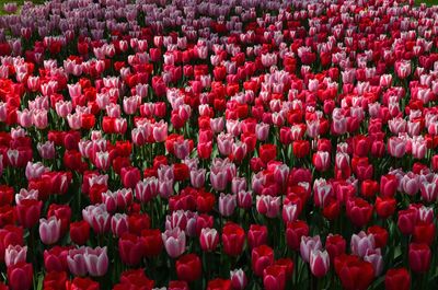 Field of tulips blooming in red and pink