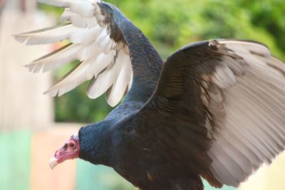 A turkey vulture with red head flying