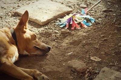 Dog relaxing at home