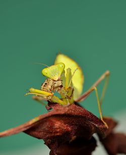 Close-up of insect on leaf