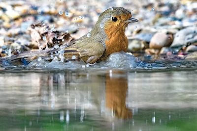 Close-up of duck in lake