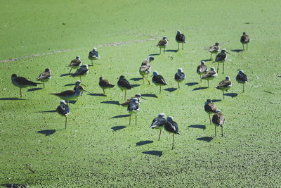 High angle view of birds on beach