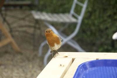 Close-up of bird perching on wood