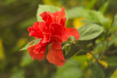 Close-up of red flowers