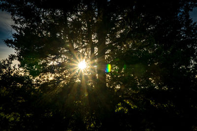 Trees in forest against sky