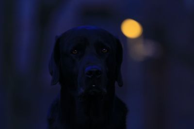 Portrait of black dog looking at camera 