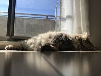 Dog sleeping on window