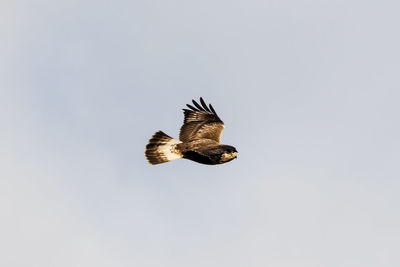 Low angle view of eagle flying against clear sky