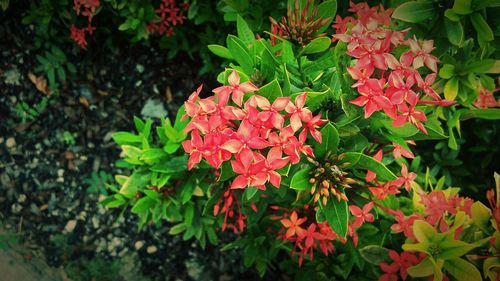 Close-up of red flowers blooming outdoors