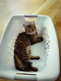 High angle view of cat in bathroom