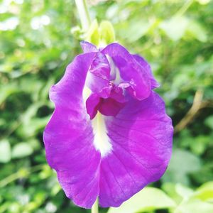 Close-up of purple flower blooming outdoors