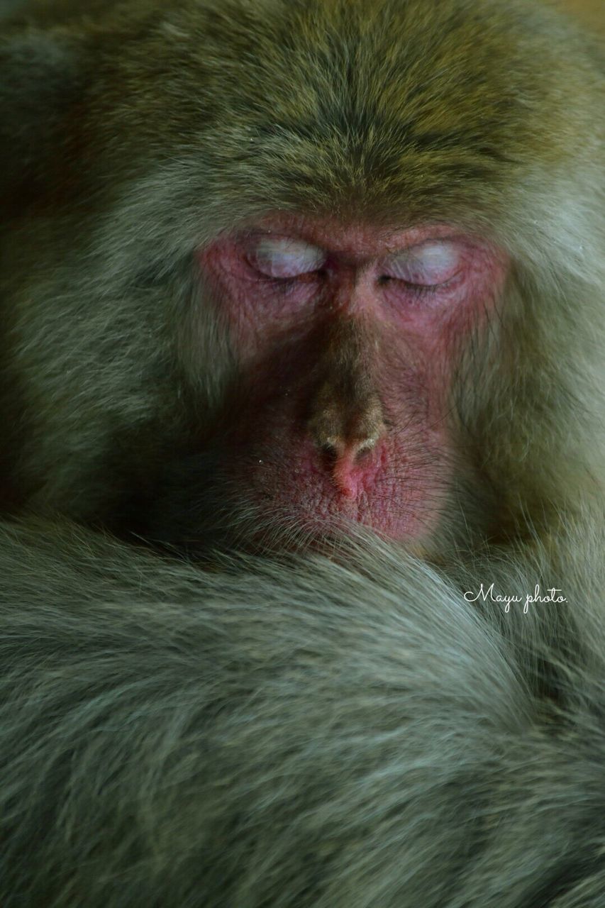 japanese macaque, monkey, mammal, animal themes, cold temperature, outdoors, no people, day