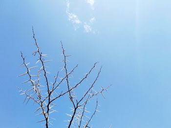 Low angle view of bare tree against clear blue sky
