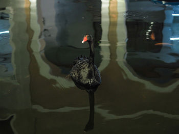 Bird swimming in lake