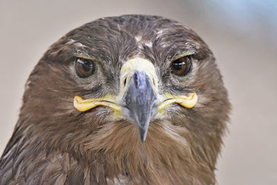 Falcon in the zoo looking at camera