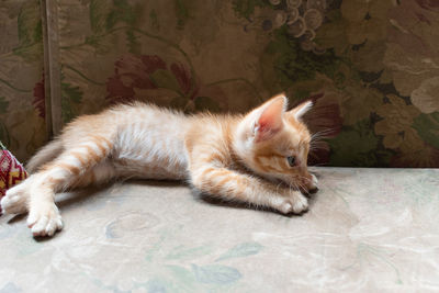 Cat lying on floor