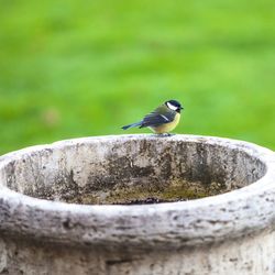 Close-up of bird perching on wood