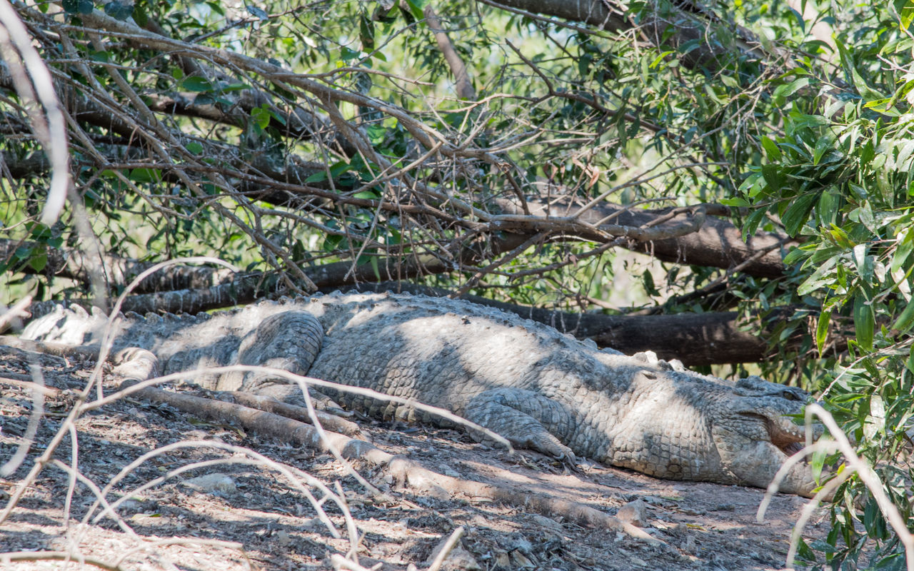 VIEW OF ANIMAL RESTING ON TREE