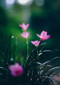 Close-up of pink flowering plant