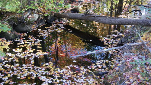 View of flowers in forest