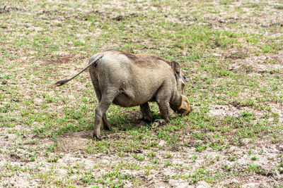 Warthog standing in a field