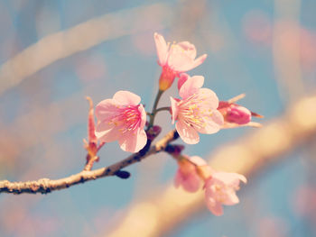 Close-up of pink cherry blossom