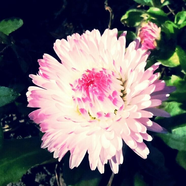 flower, petal, freshness, fragility, flower head, growth, beauty in nature, pink color, close-up, single flower, nature, blooming, plant, leaf, focus on foreground, in bloom, pollen, blossom, park - man made space, outdoors