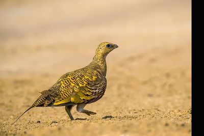 Close-up of bird perching on sand