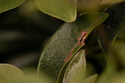 Close-up of water drops on leaf