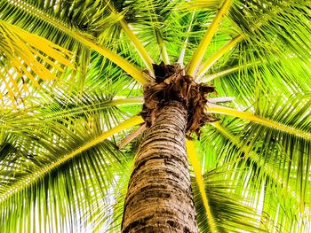 Low angle view of palm tree