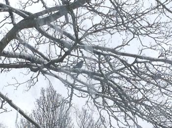 Low angle view of frozen bare tree during winter