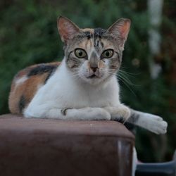 Portrait of cat sitting in the street 